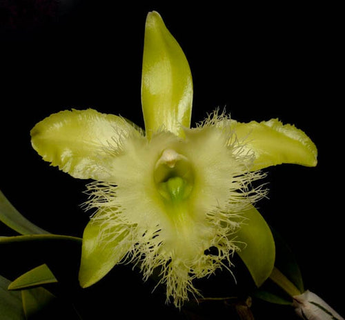 Rhyncholaelia digbyana var alba mrs chase n â la foresta orchids