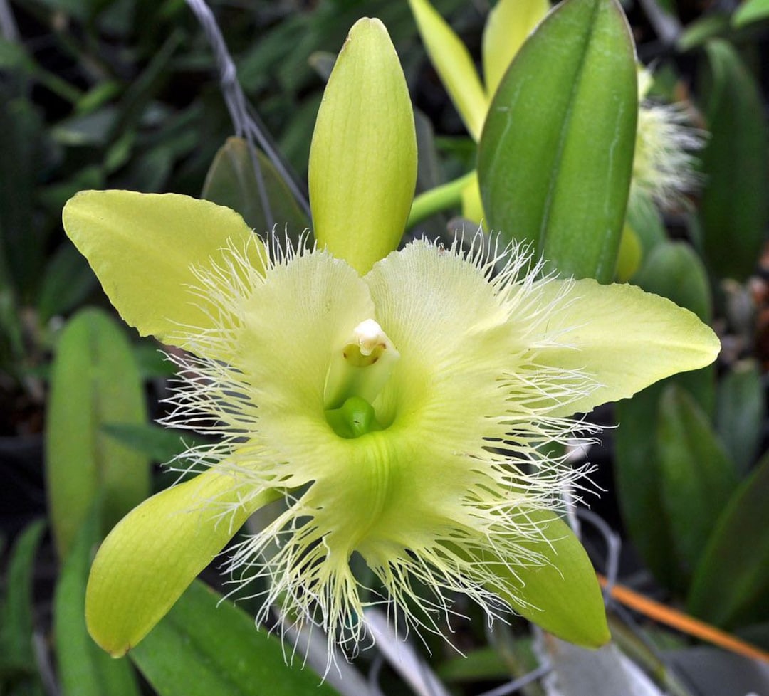 Fragrant orchid rhyncholaelia digbyana green giant amaos blooming size nursery pot