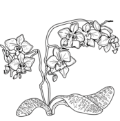 Orchid coloring pages free coloring pages