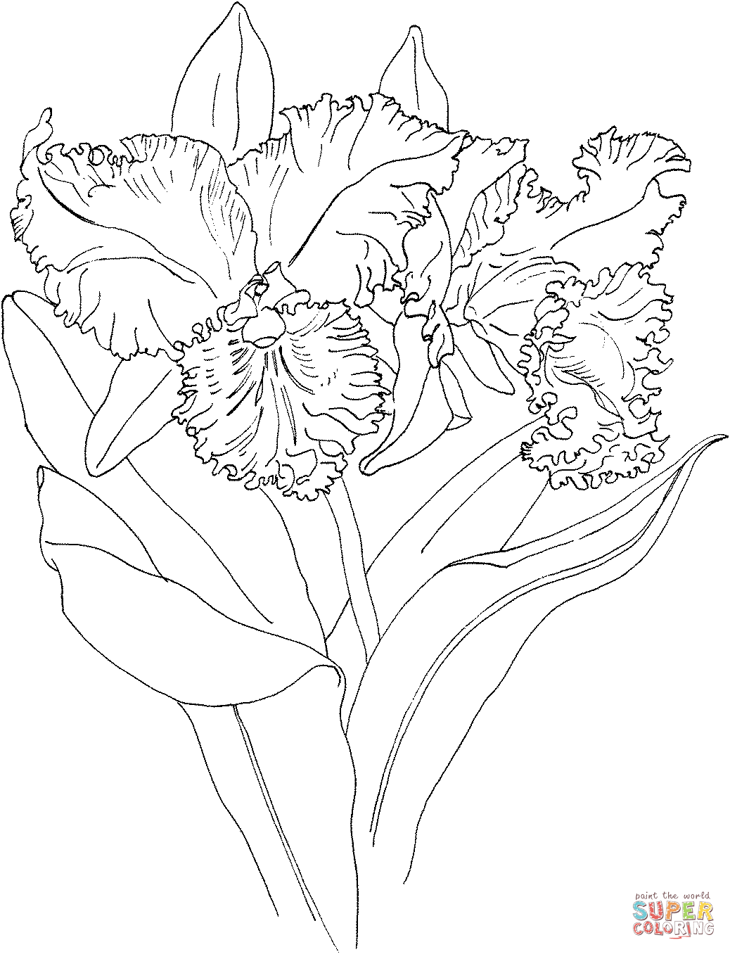 Orchid coloring pages