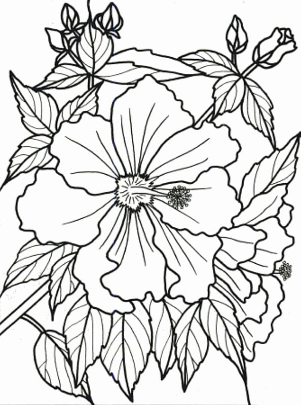 Tropical flowers a stained glass coloring book