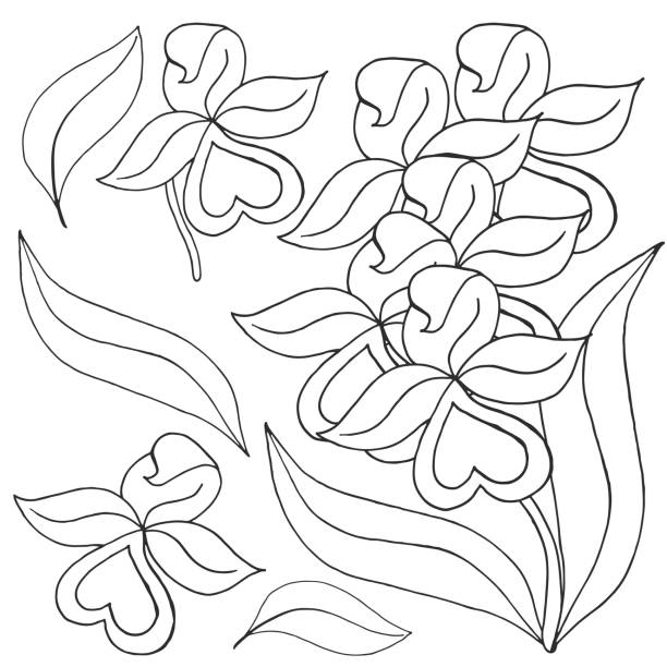 Cattleya orchid cartoon stock illustrations royalty