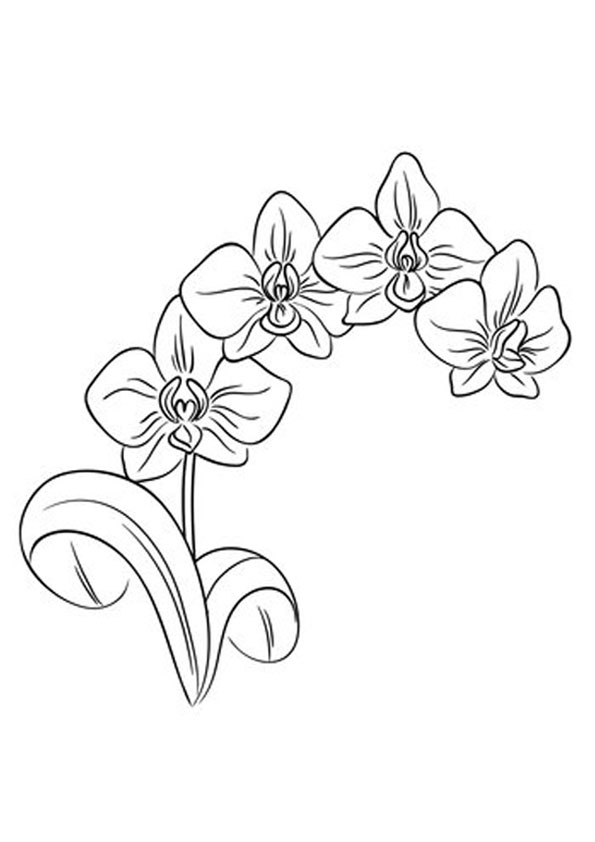 Coloring pages orchid flower coloring pages