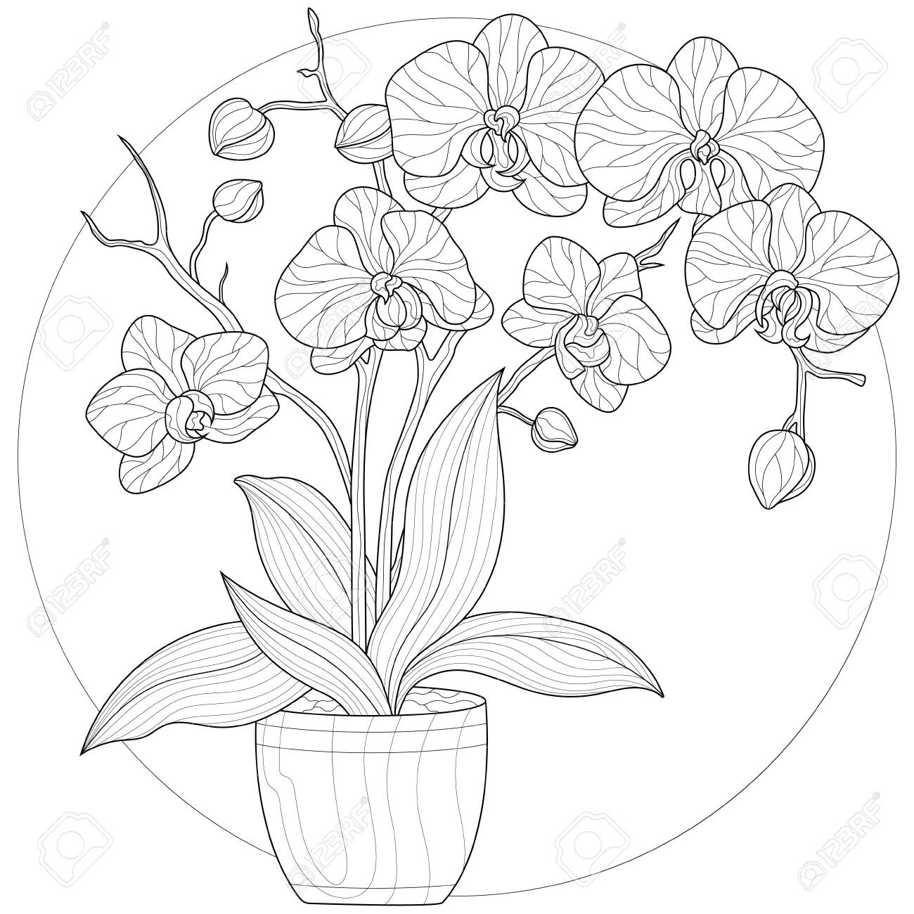 Orchid flower in a potcoloring book antistress for children and adults illustration isolated on white backgroundzen