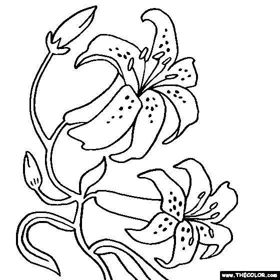 Orchid flower coloring page color orchids