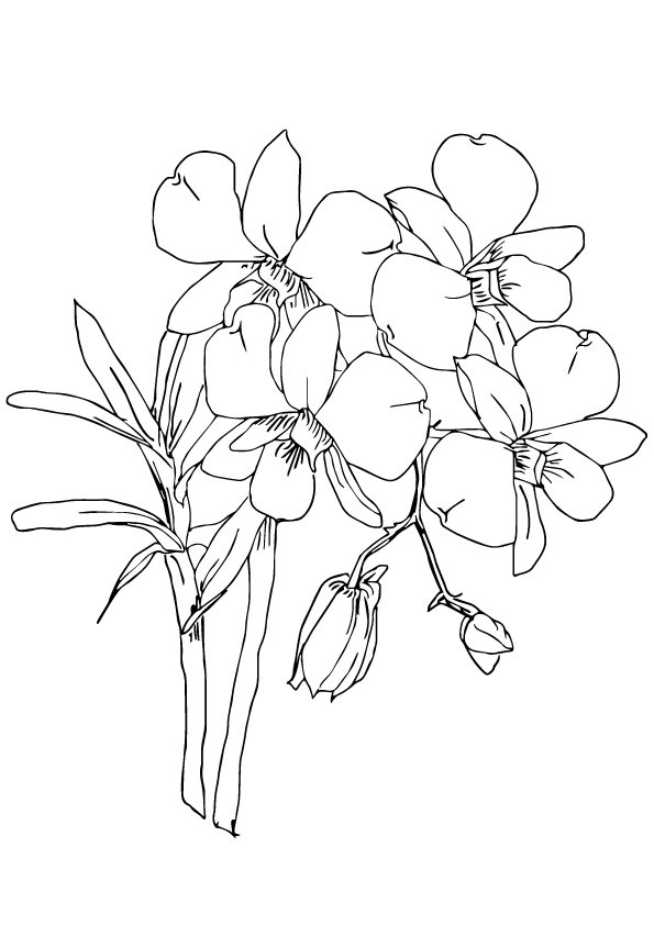 Coloring pages printable orchid coloring pages free