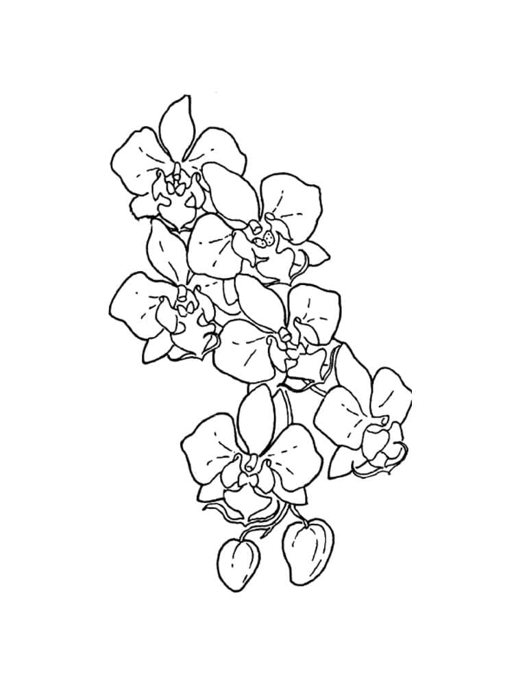 Orchid flower free coloring page