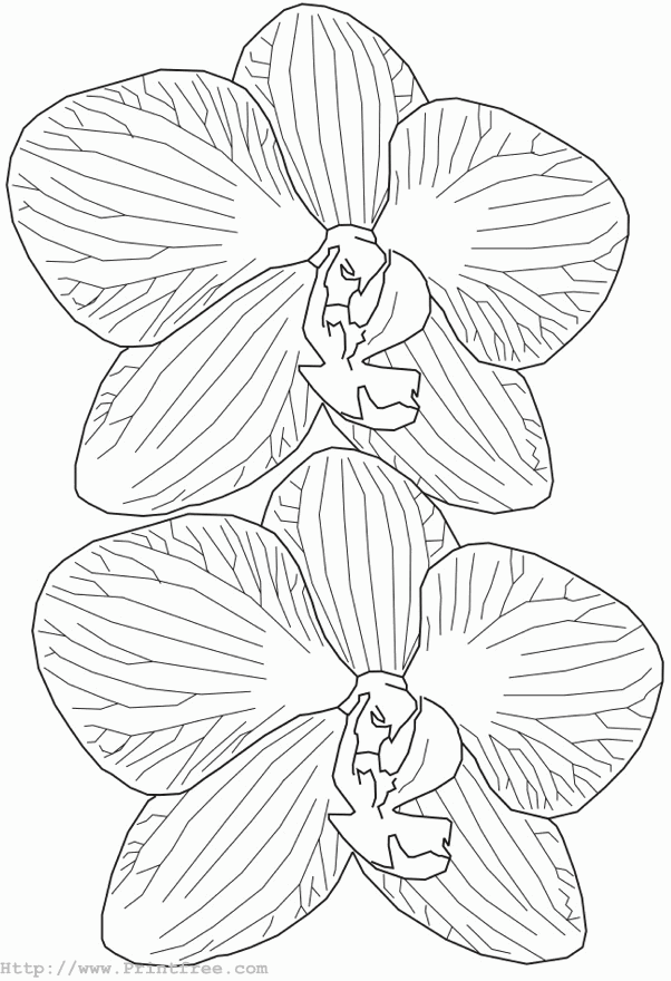 Orchids coloring page