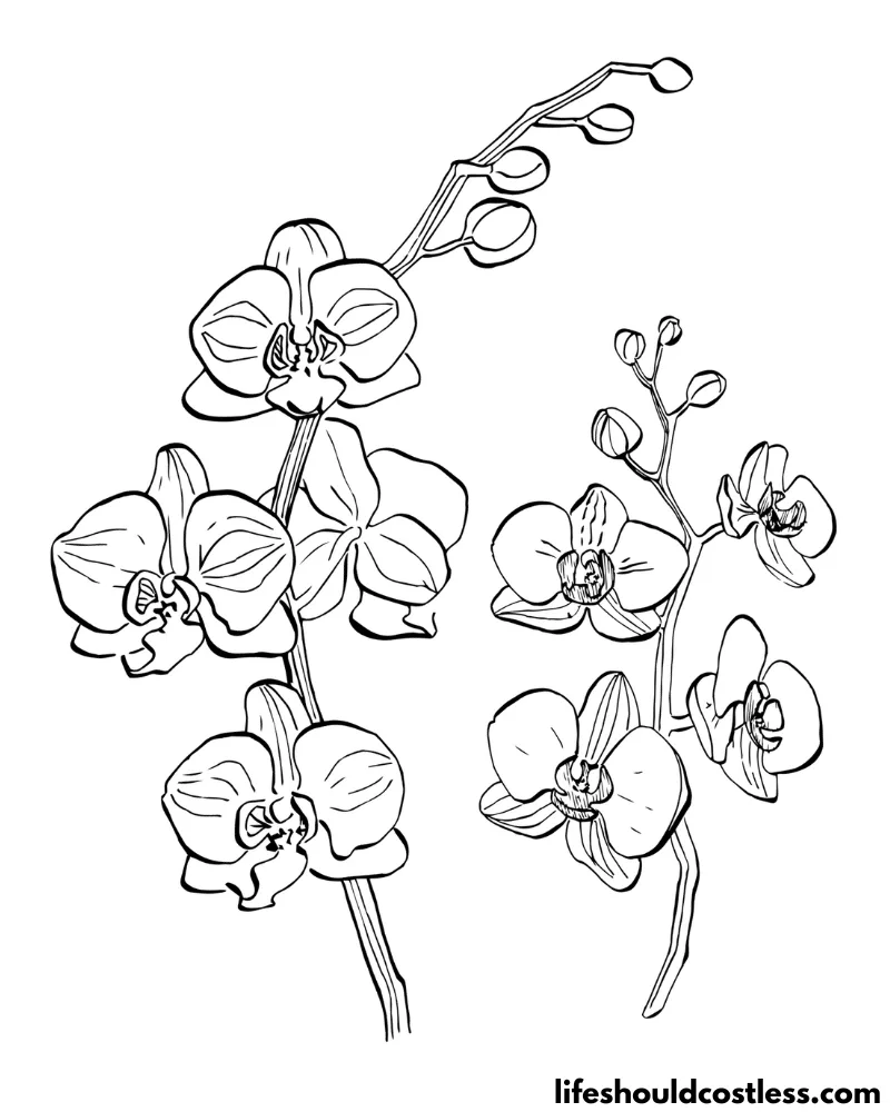 Orchid coloring pages free printable pdf templates