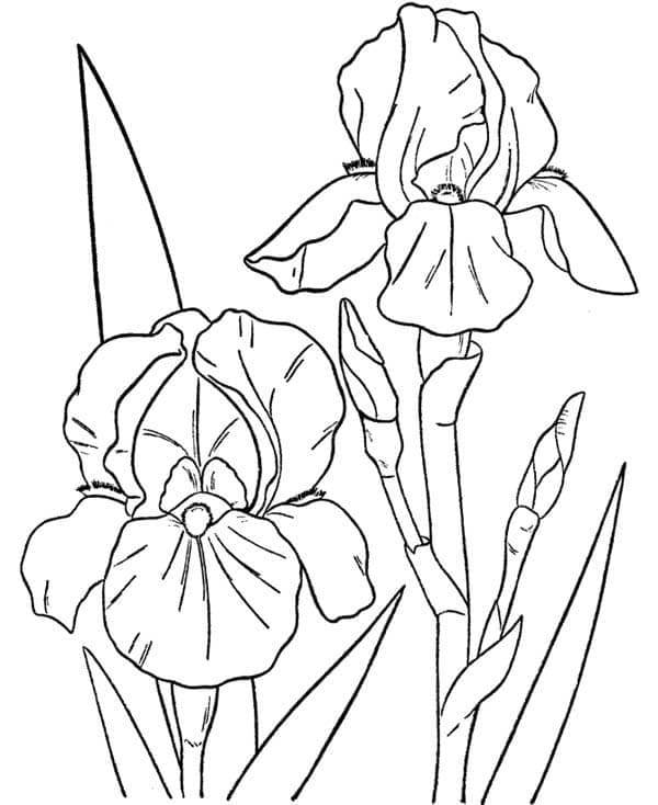 Pretty orchids coloring page