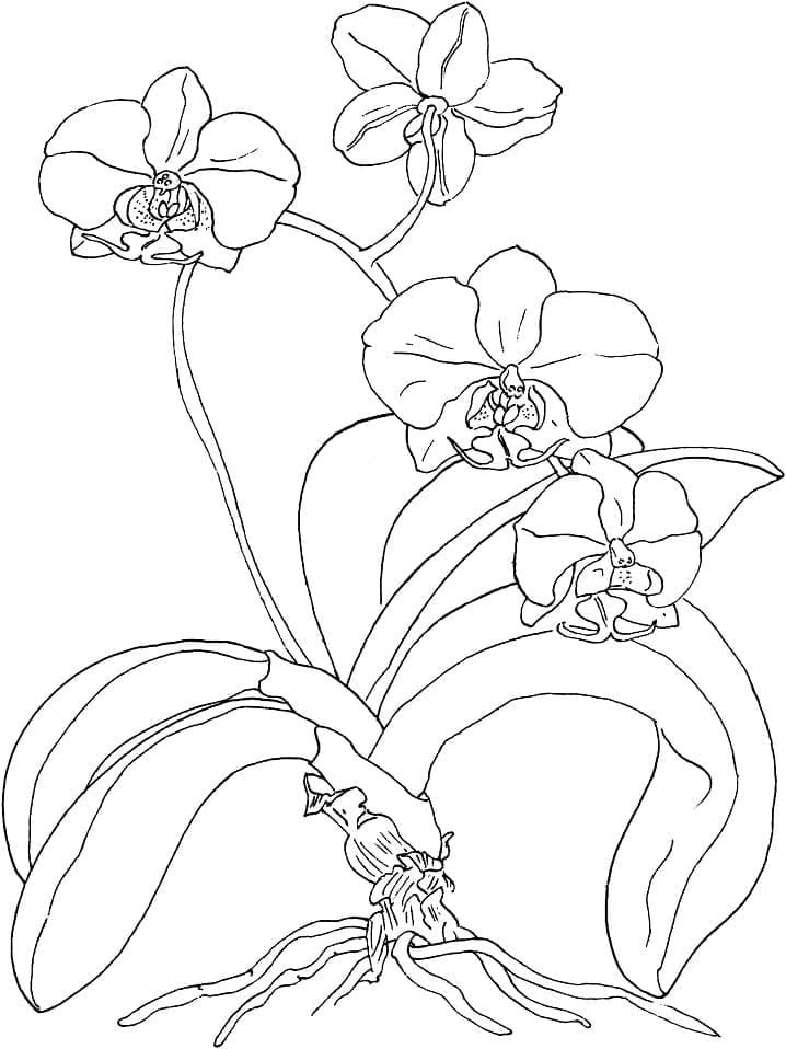 Pretty orchid flower coloring page