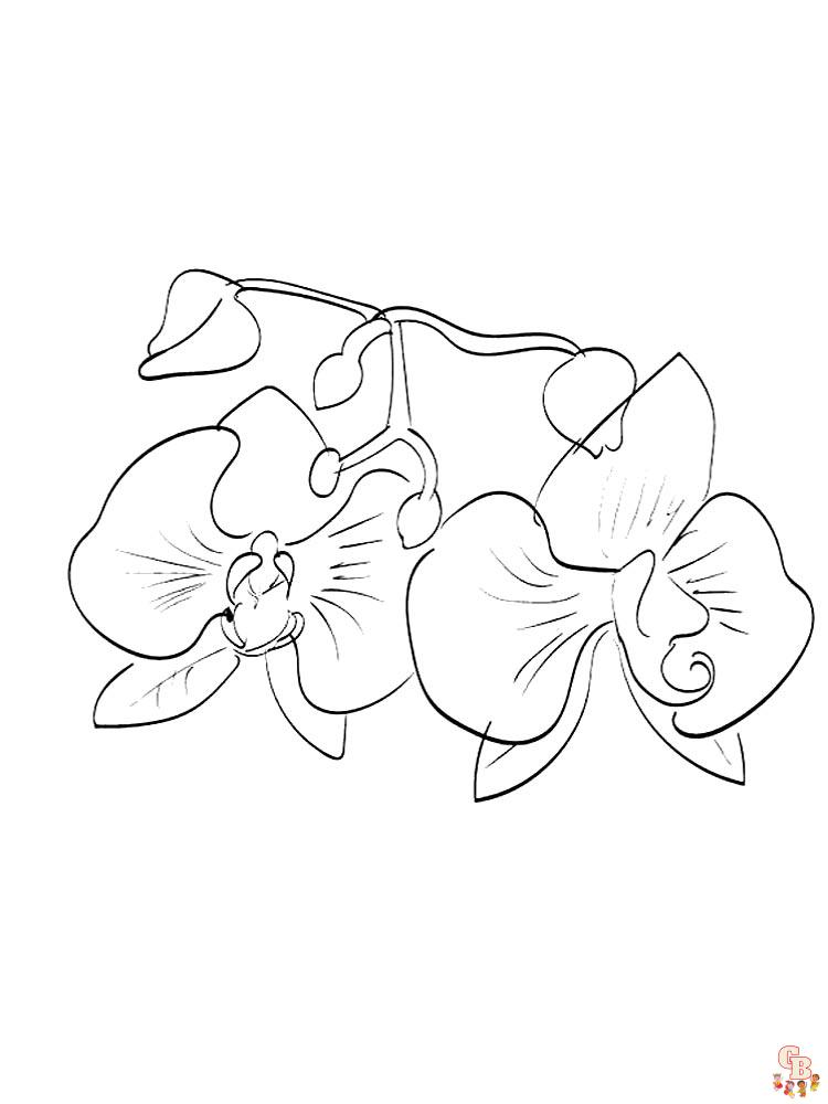 Explore the world of orchids with free printable coloring pages