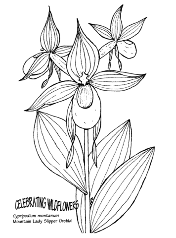 Orchid coloring pages printable for free download