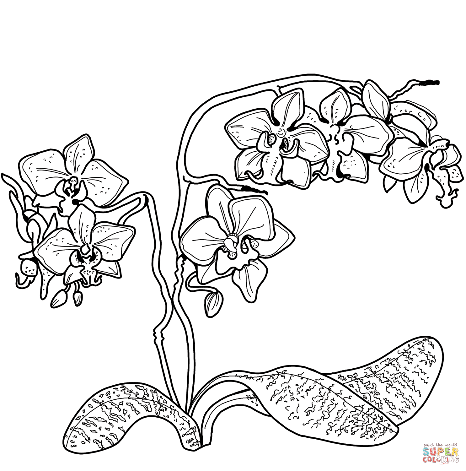 Orchid coloring page free printable coloring pages