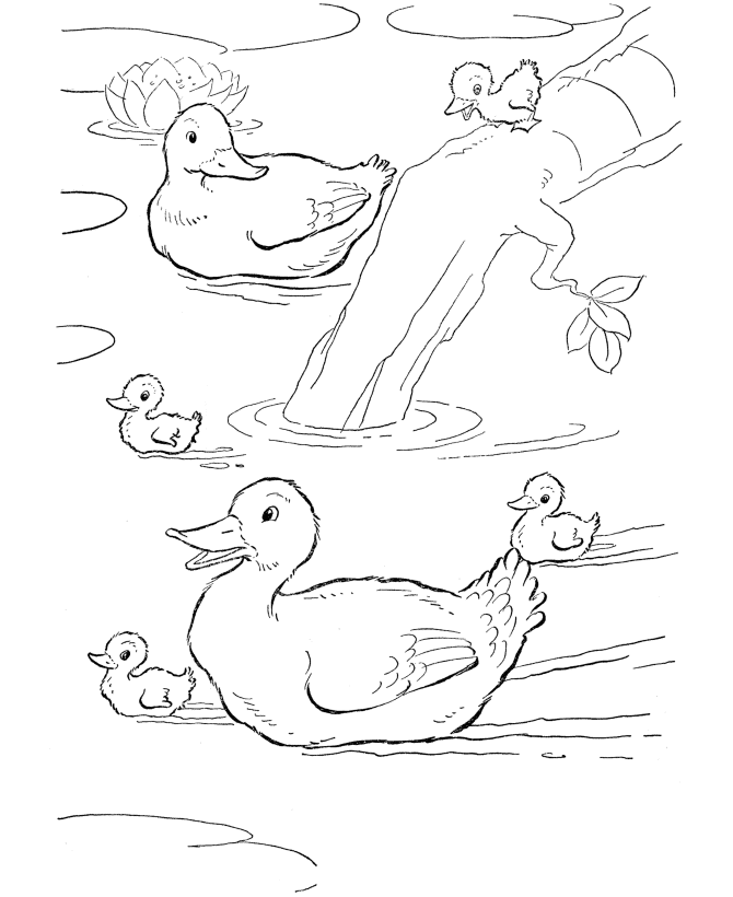 Duck coloring pages