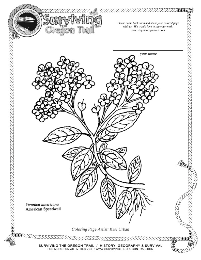 Free coloring page flowers american speedwell