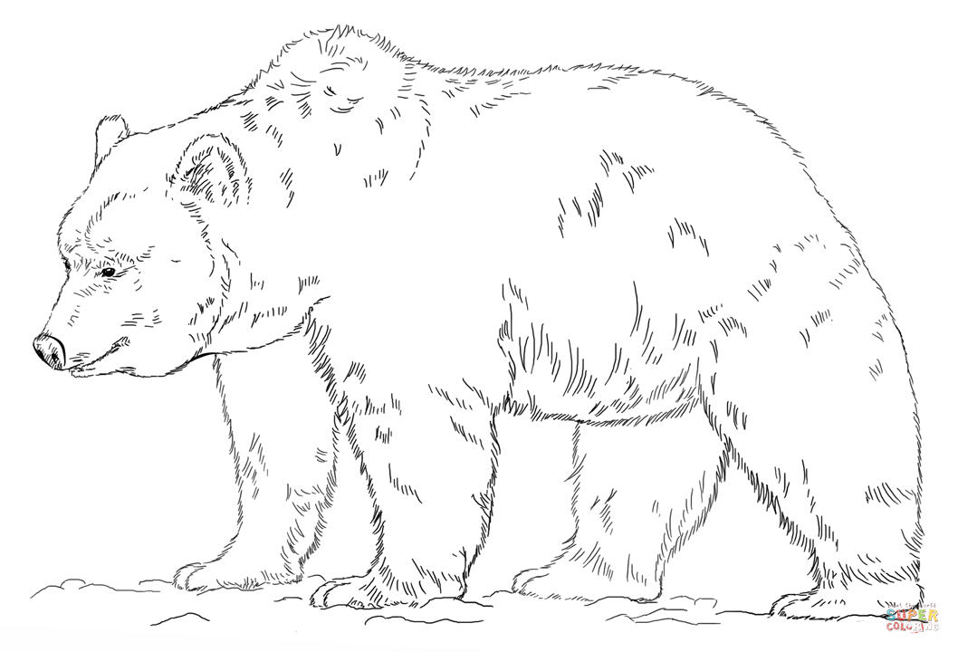 Grizzly bear coloring page free printable coloring pages