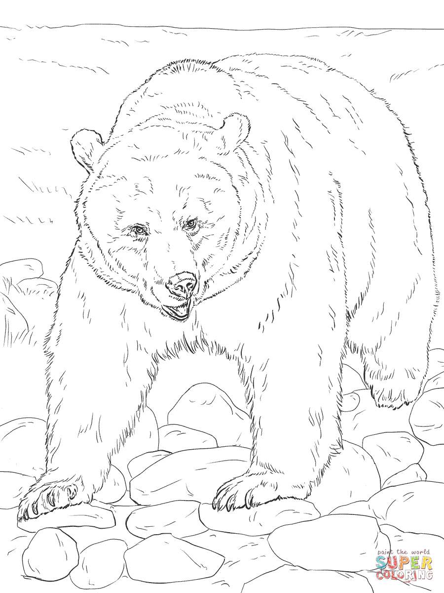 Realistic grizzly bear coloring page free printable coloring pages