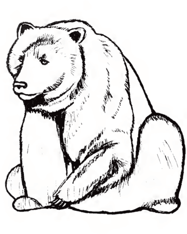 Bear coloring page free printable coloring pages