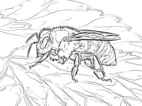 Western honey bee coloring page free printable coloring pages