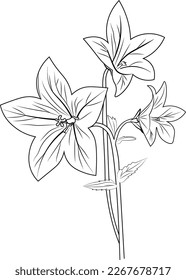 Realistic flower coloring pages illustration bellflower stock