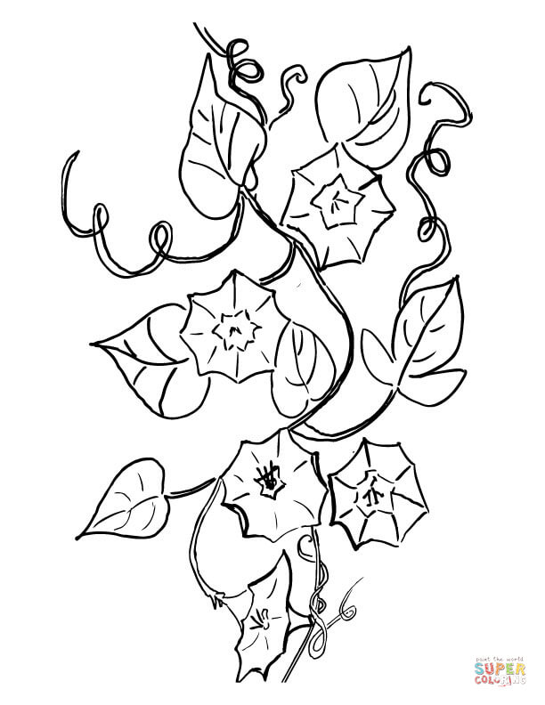 Campanula bell flower coloring page free printable coloring pages