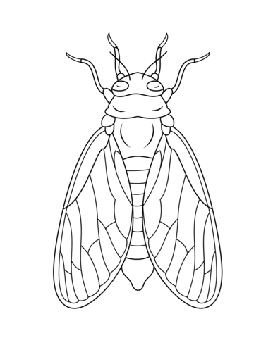 Cicada coloring page free printable coloring pages