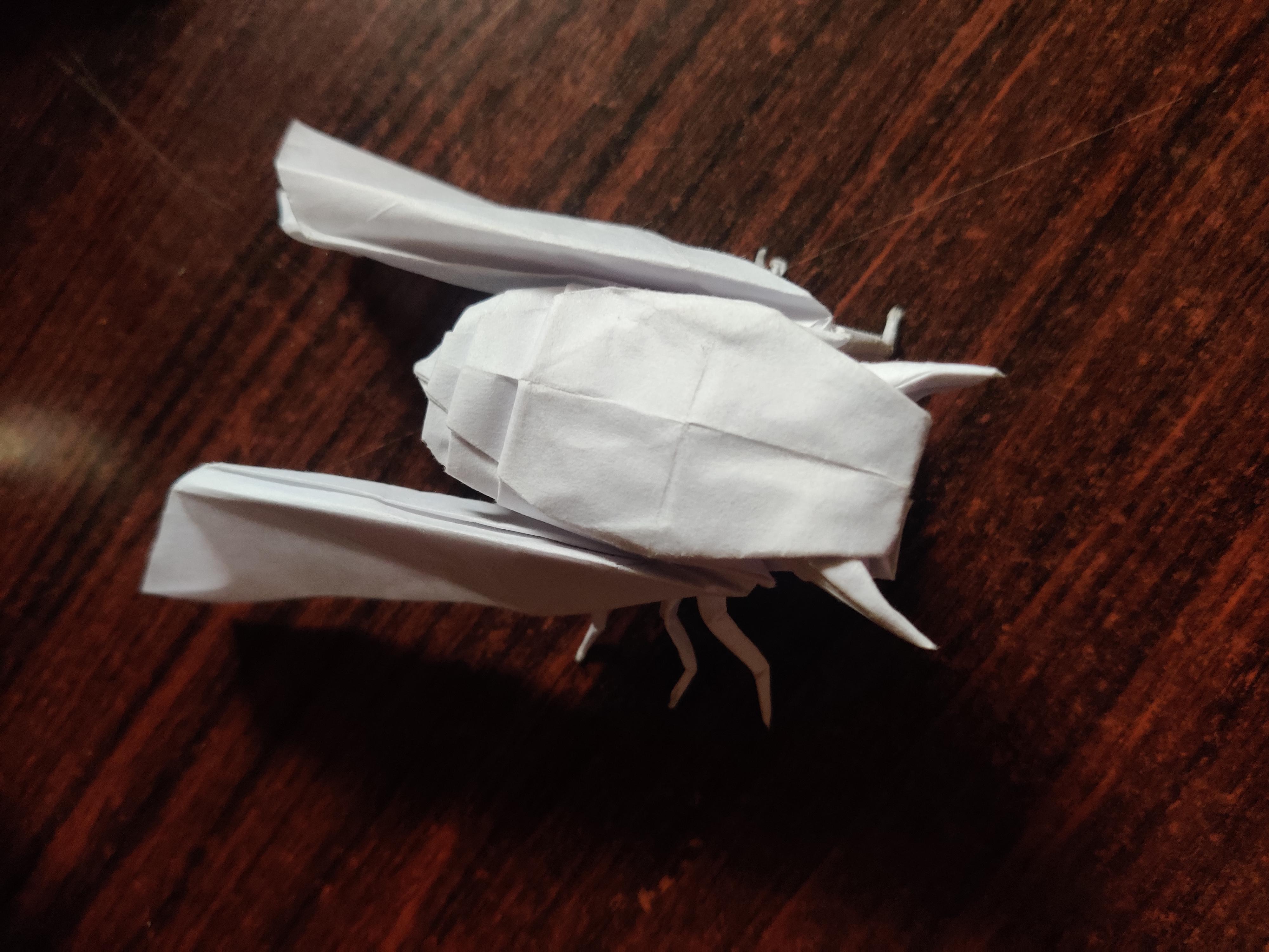 Cicada designed by robert lang and folded by me i definitely didnt expect this model to be so plicated before starting because i just saw the finished model and decided to fold