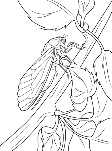 Cicada sits on tree stem coloring page free printable coloring pages