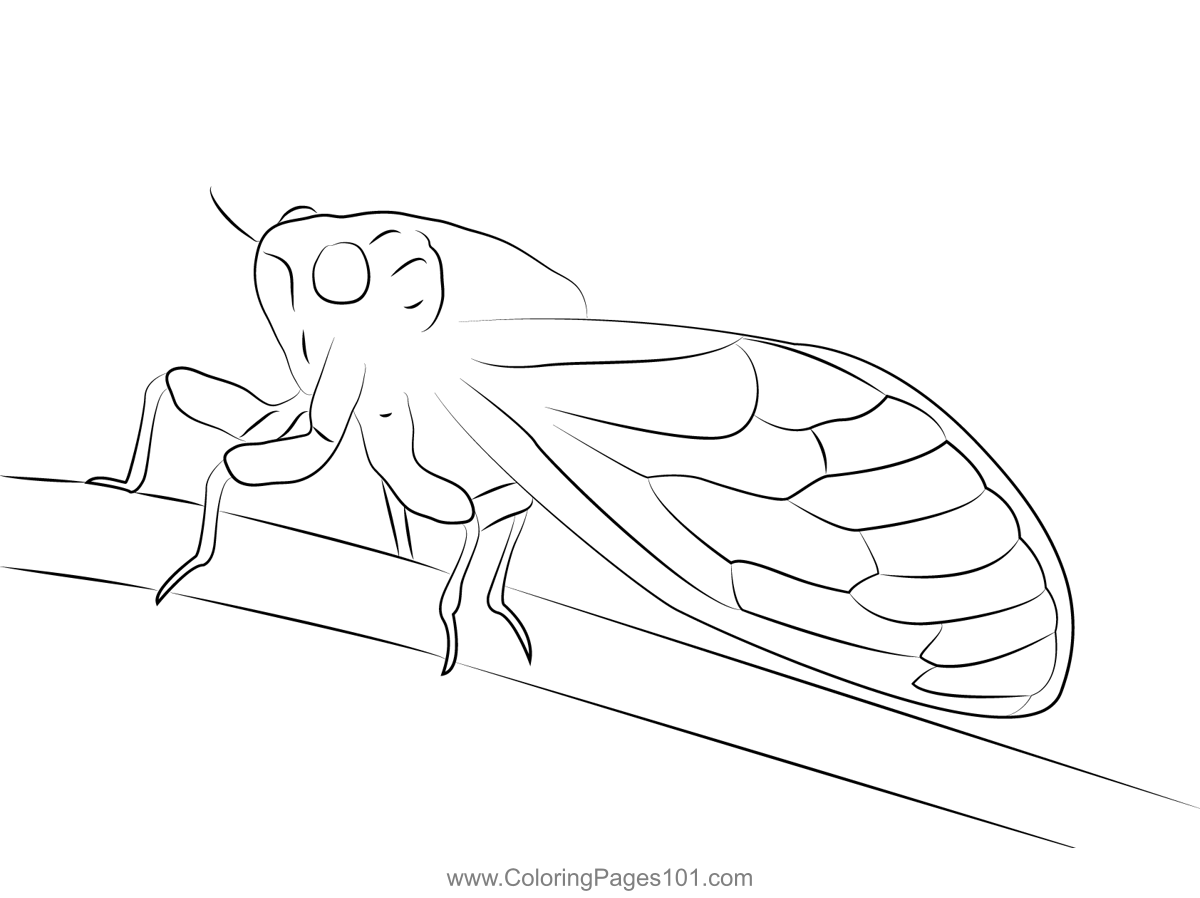 Cicada stock coloring page coloring pages color cicada