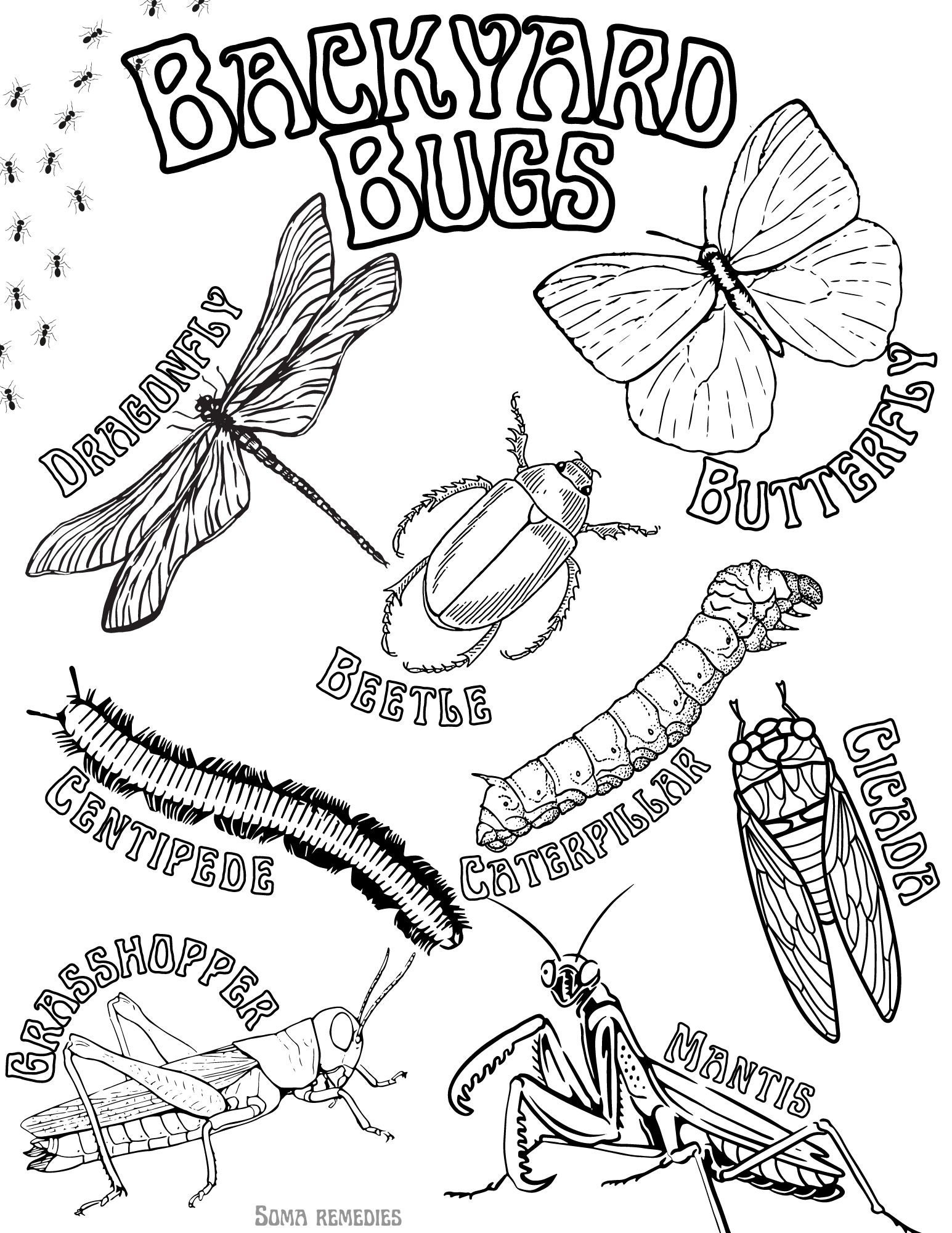 Backyard bugs coloring page nature and plant coloring pages homeschooling herbalism coloring pages