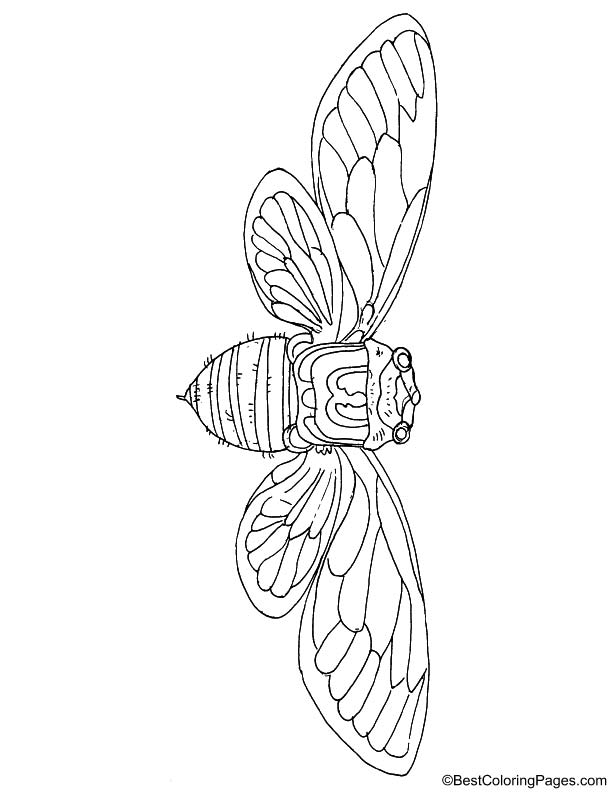 Giant cicada coloring page download free giant cicada coloring page for kids best coloring pages