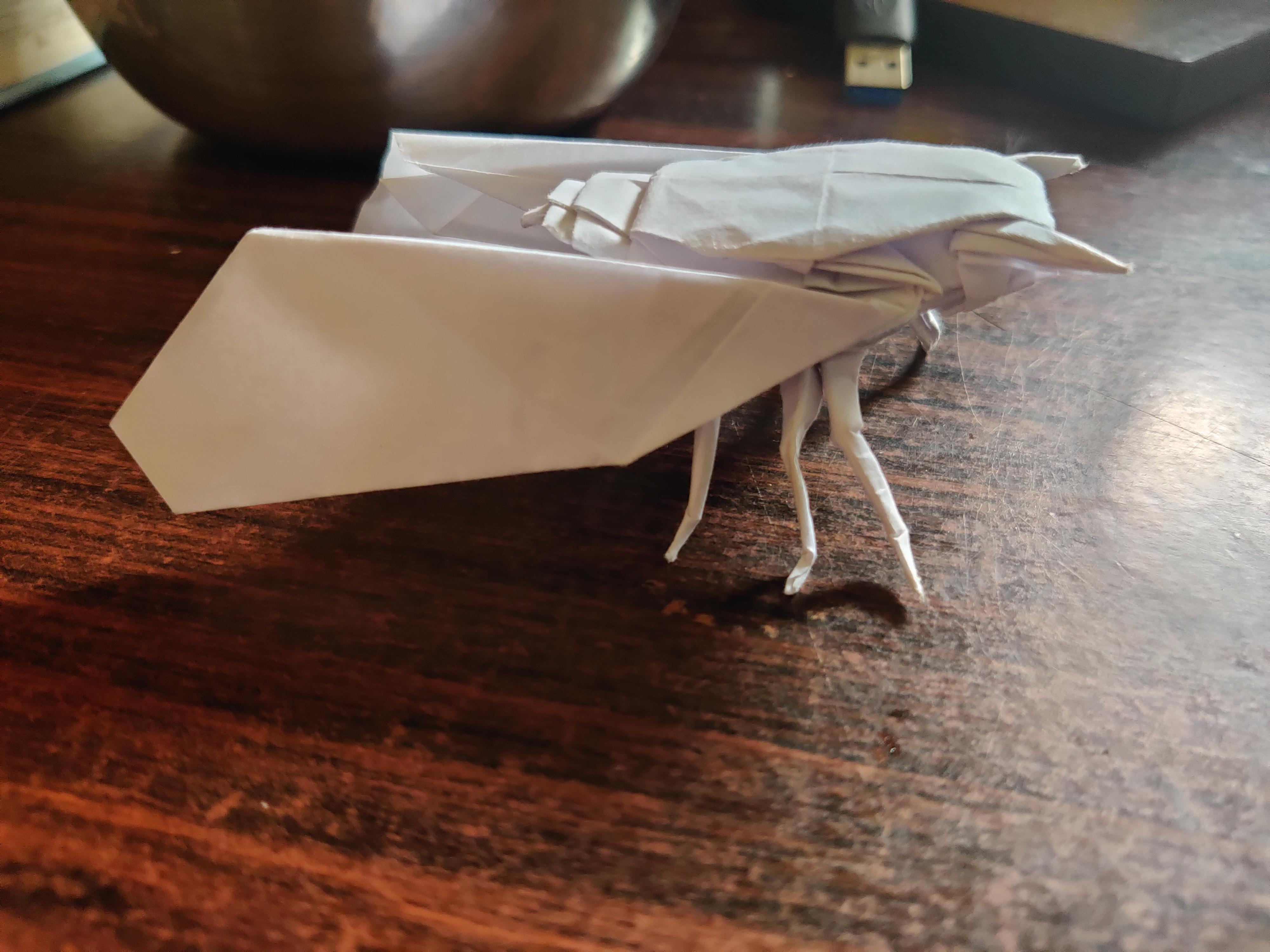 Cicada designed by robert lang and folded by me i definitely didnt expect this model to be so plicated before starting because i just saw the finished model and decided to fold