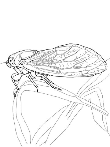 Cicada coloring page free printable coloring pages