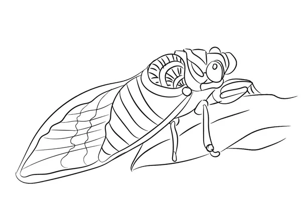 Cicada drawing stock photos royalty free cicada drawing images