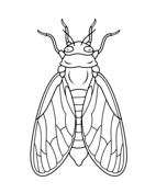 Cicada coloring pages free coloring pages