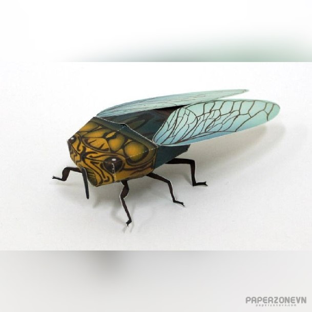 Insect reptile cicada paperzone vn