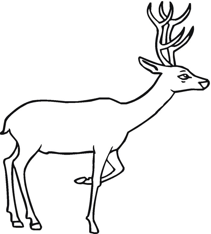 Deer s