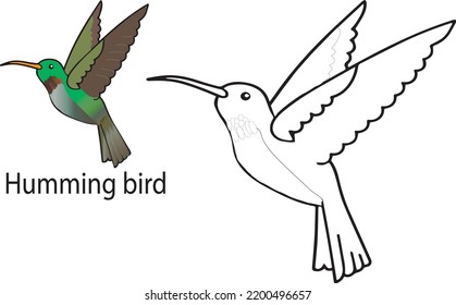 Humming birds coloring pages photos and images