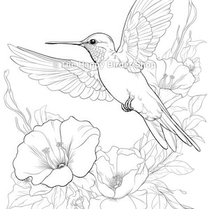 Hummingbird coloring