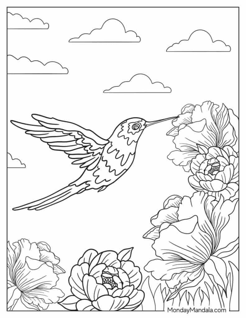 Hummingbird coloring pages free pdf printables