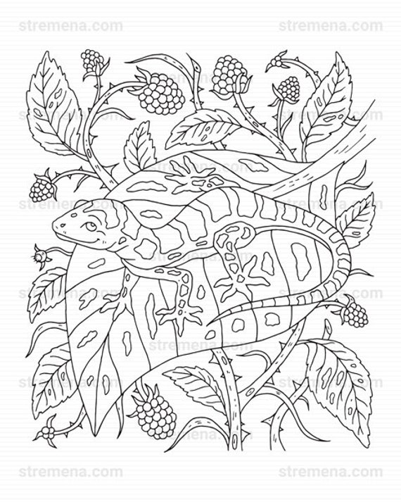 Reptiles printable coloring pages snake and lizard