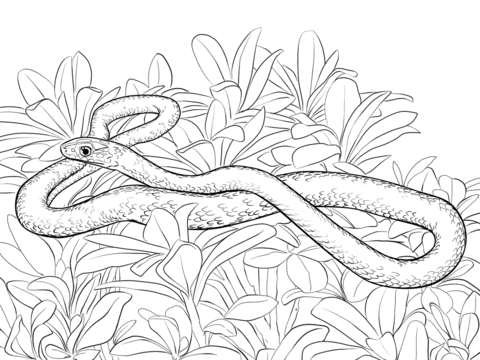 Black racer snake coloring page free printable coloring pages