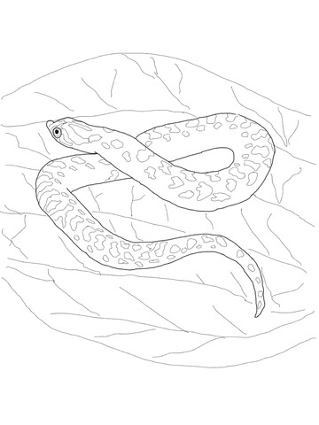 Hognose snake coloring page free printable coloring pages