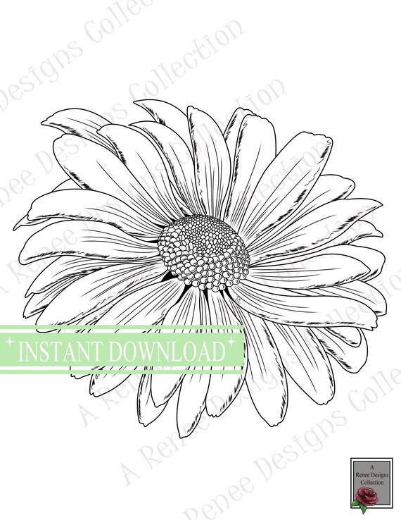 Buy flower coloring pages daisy coloring page phlox pansy art daffodil art classroom activities adult coloring page floral coloring pages online in india