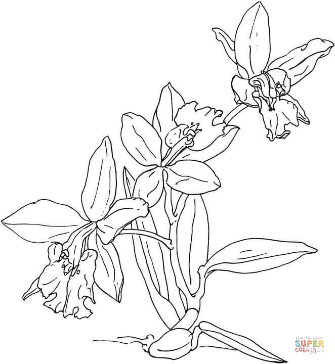 Imagem relacionada orquidea para colorear orquideas dibujo dibujos para colorear