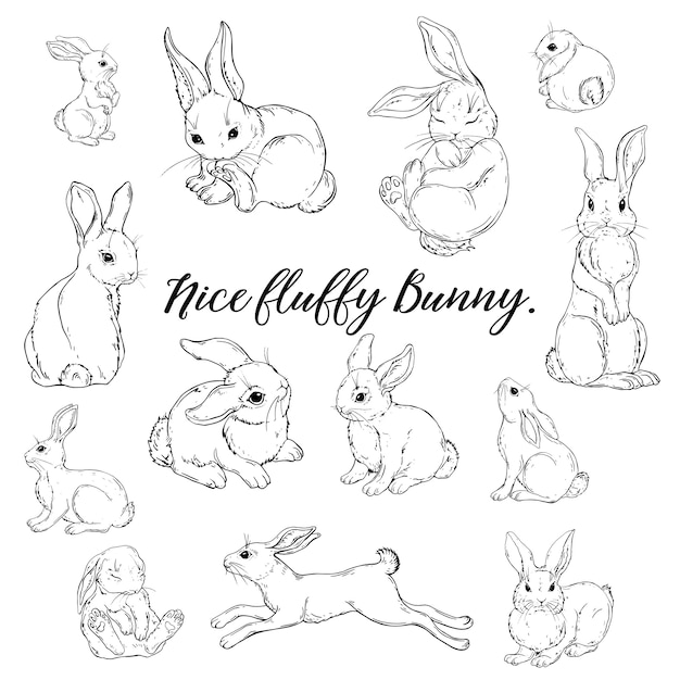 Premium vector vector graphic of a cute fluffy bunny