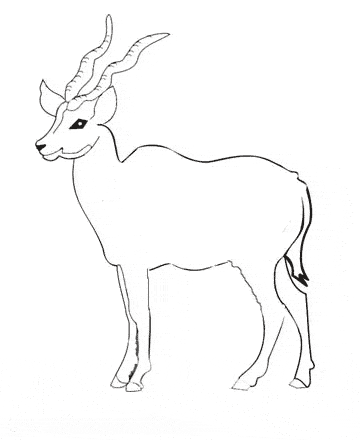 Oryx coloring page