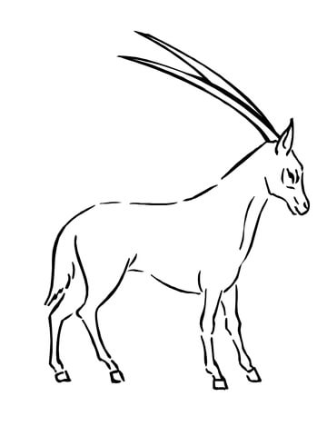 Oryx coloring page free printable coloring pages