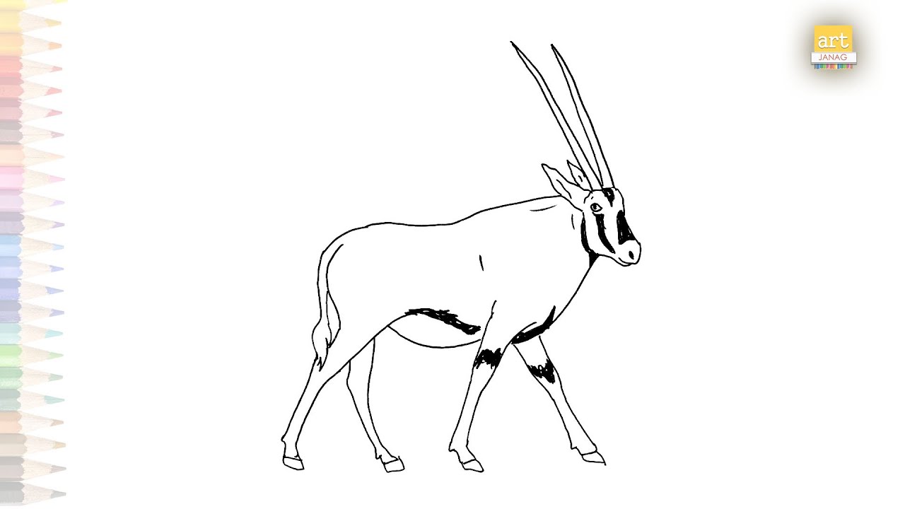 Beisa oryx easy drawing east african oryx drawing how to draw oryx beisa step by step